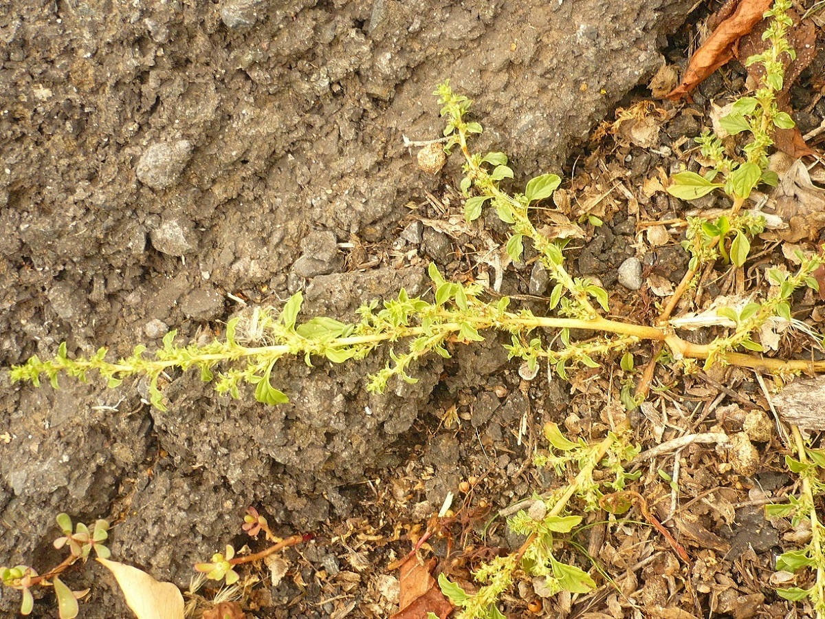 Amaranthus albus (Amaranthaceae)
